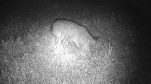 A fox in the night 動画素材 127564813