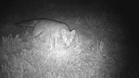 A fox in the night 動画素材 127565836