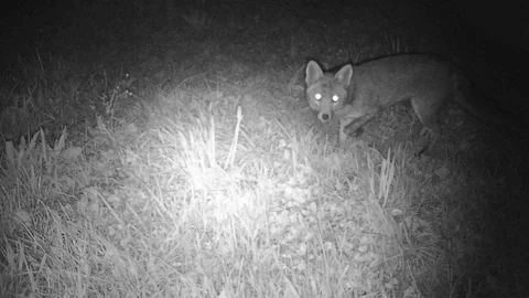 A fox in the night Video stock 127568921