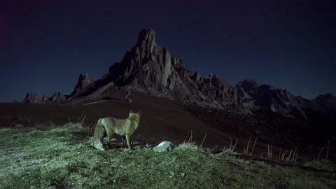 Fox at night 스톡 동영상 128952148