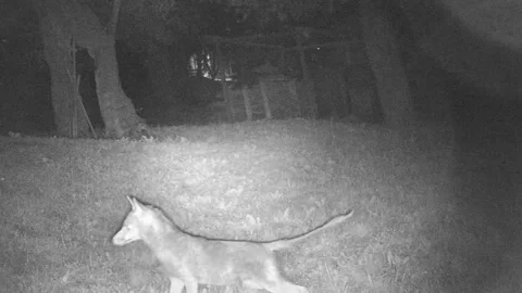 Fox in the night 動画素材 241438022