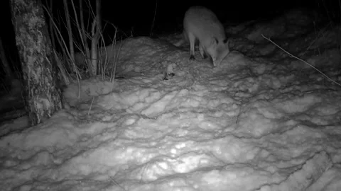 Fox in night looking for food 2 Video stock 153758962