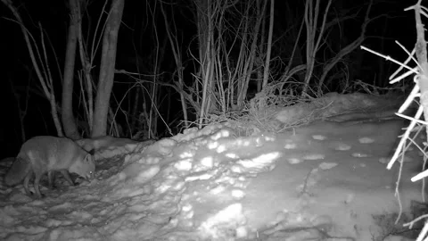 Fox in night looking for food Video stock 153759105