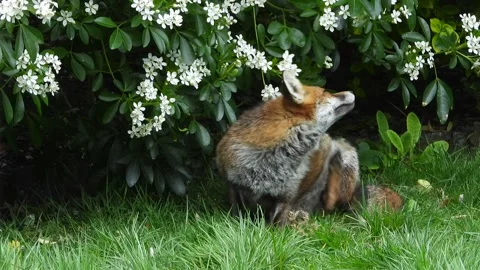 Fox or Red Fox (Vulpes vulpes) A stretch and a scratch Stock Footage 334230922