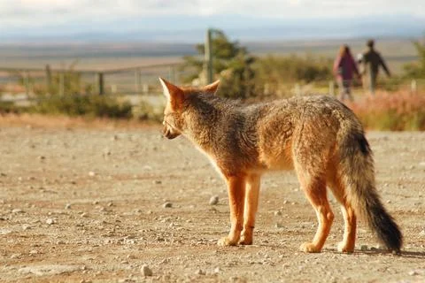 Fox in partagonia 스톡 사진