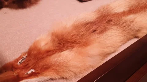 Fox pelt. Authentic fox pelt and fur. Fox hunting. 스톡 동영상 342330838