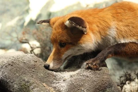 Fox Stock Photos