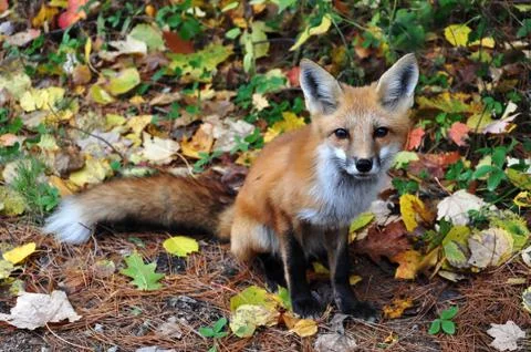 Fox Stock Photos