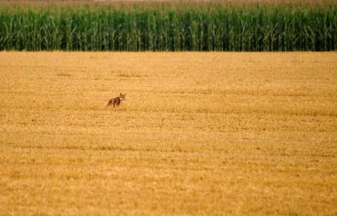 Fox Stock Photos