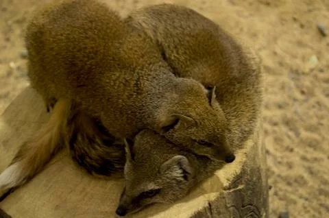 A Fox Stock Photos
