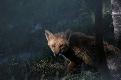 Fox Stock Photos