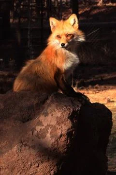 Fox Stock Photos