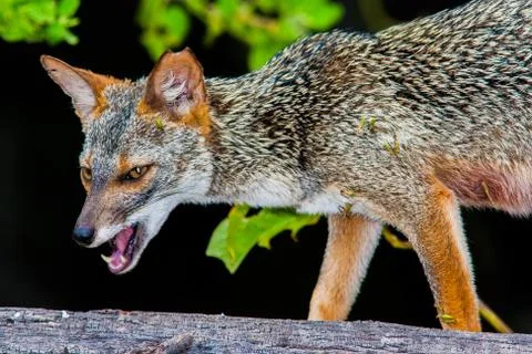 Fox Stock Photos