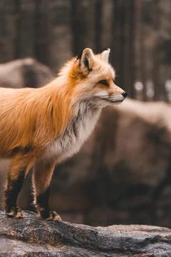 Fox Stock Photos