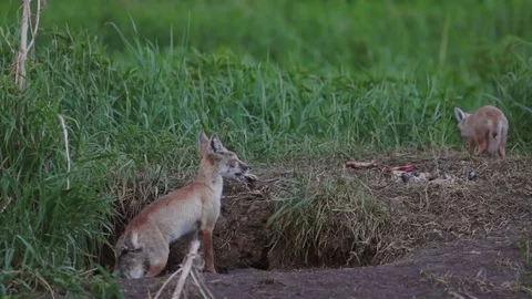 Fox plays with napoy fox burrow Stock Footage 85318676