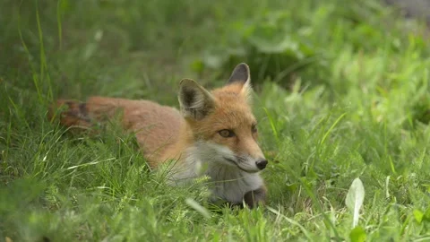 Fox portrait 库存影片 162739592