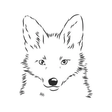 Fox portrait. Hand drawn vector illustration. Can be used separately from you Stock Illustration