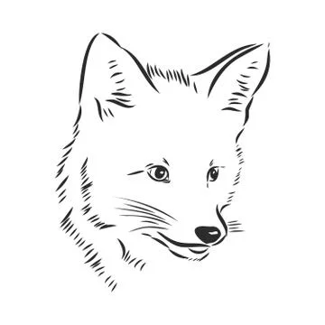 Fox portrait. Hand drawn vector illustration. Can be used separately from you Stock Illustration