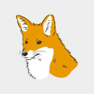 Fox portrait. Hand drawn vector illustration. Can be used separately from you Stock Illustration
