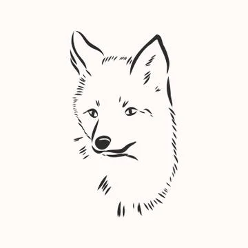 Fox portrait. Hand drawn vector illustration. Can be used separately from you Stock Illustration