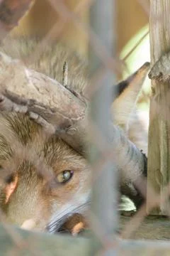 Fox portrait Stock Photos