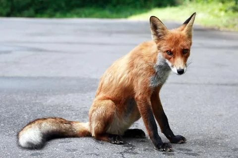 Fox Portrait Stock Photos