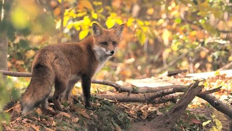 Fox portrait Stock Photos