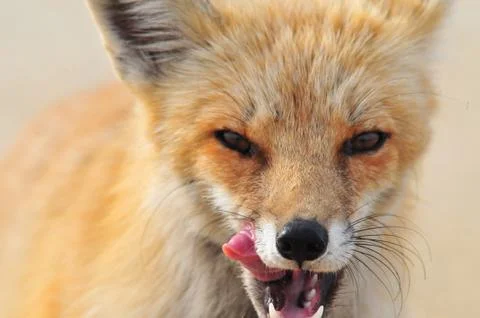 The fox is preparing for the hunt and is already seeing its prey. Stock Photos