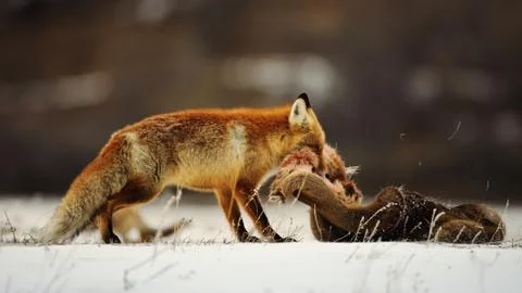 Fox pulls the skin of a deer in the snow. Stock Photos