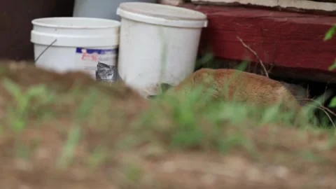 Fox pup comes from old cabin up to camera man Stock-Footage 310588829
