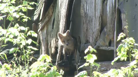 Fox pup Stock Footage 9340756