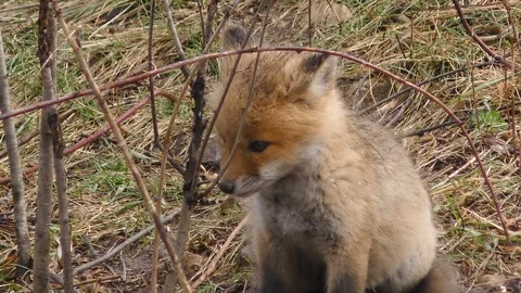 Fox pup on high alert Stock Footage 106599818