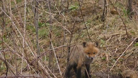 Fox Pup on His Own Stock Footage 106599672