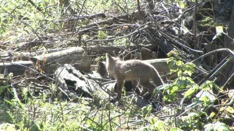 Fox pup2 Stock Footage 9338184