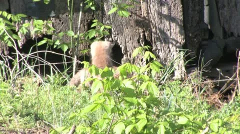 Fox pup3 Stock Footage 9325325