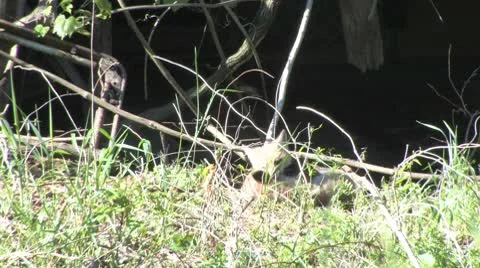 Fox pup4 Stock Footage 9316091