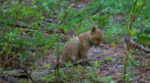 Fox puppies in springtime Stock Footage 49635718