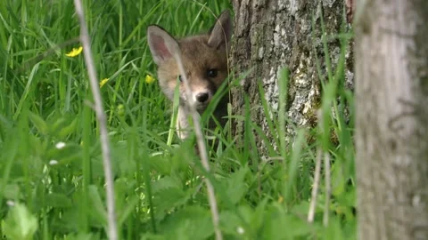 Fox puppy appears behind a tree in high grass Stock Footage 276457621
