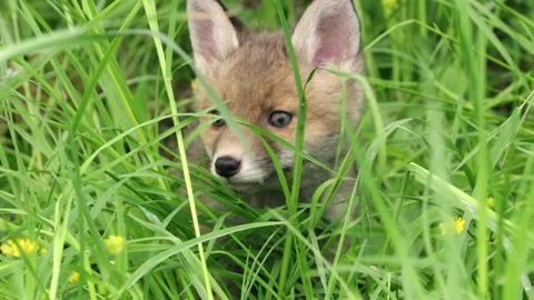 Fox puppy in high grass  Stock Footage 276457630