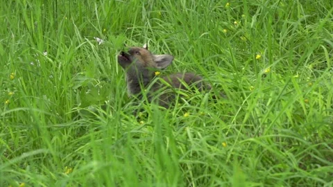 Fox puppy in high grass (slow-motion) Stock Footage 276457663