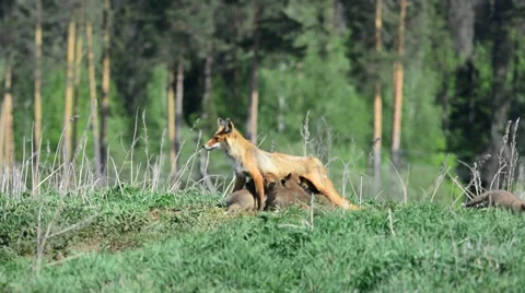 Fox pups. Stock Footage 38388382