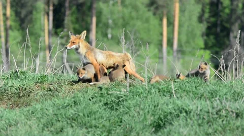 Fox pups. Stock Footage 38388615
