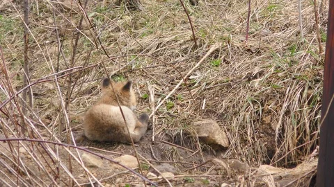 Fox Pups at Play Video stock 106600389