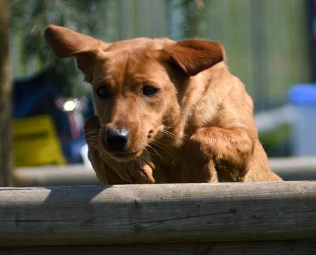 Fox red dog Stock-Fotos