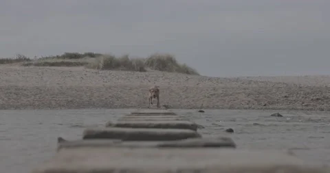 Fox Red Labrador, running slo-motion 스톡 동영상 221094148