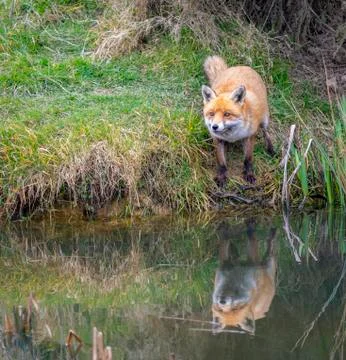 Fox with Reflection in a Pond. Stock Photos