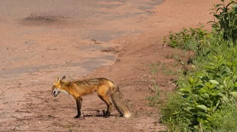 Fox relaxing at edge of field - side profile Stock Photos