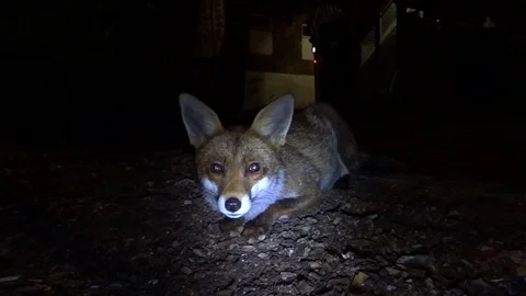 Fox relaxing Stock Footage 91713199