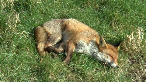 Fox Resting in a Grass Field Stock Footage 88919226
