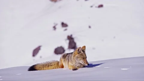 Fox resting in the white snow on winter with wind hitting his fur Stock Footage 238629937